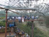 Pombos criados no campo