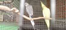 Agapornis Fischer, Caturras, Periquitos