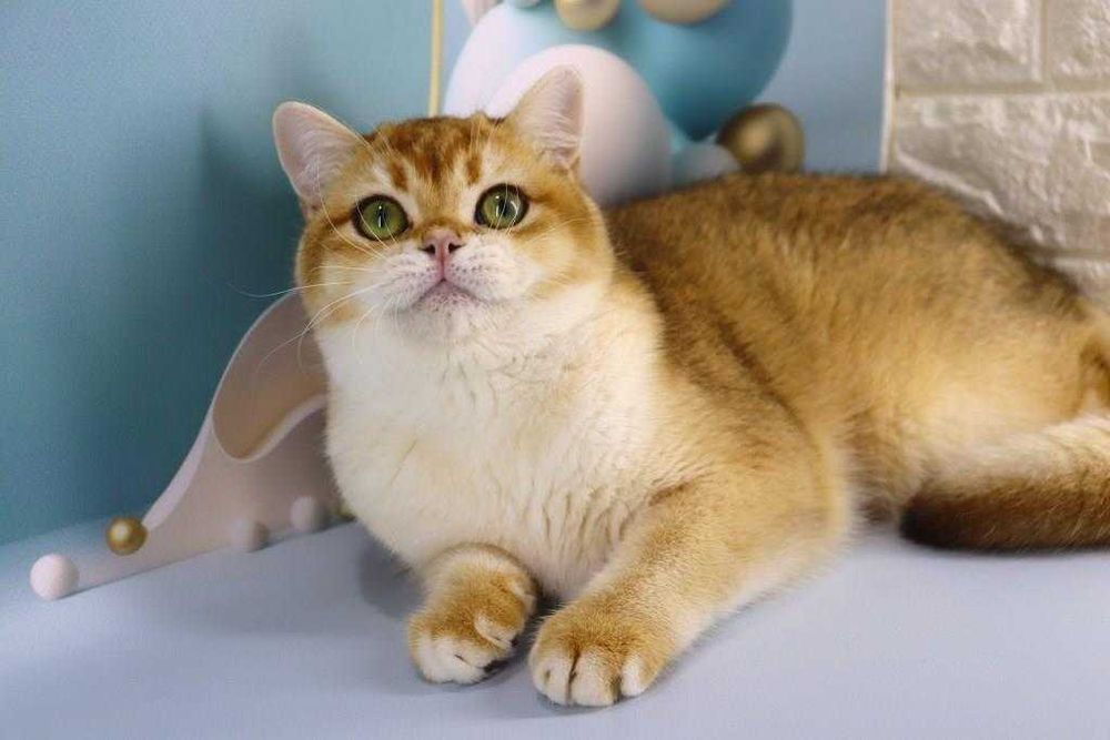 Очень красивый и яркий золотой парнишка с зелёными глазками