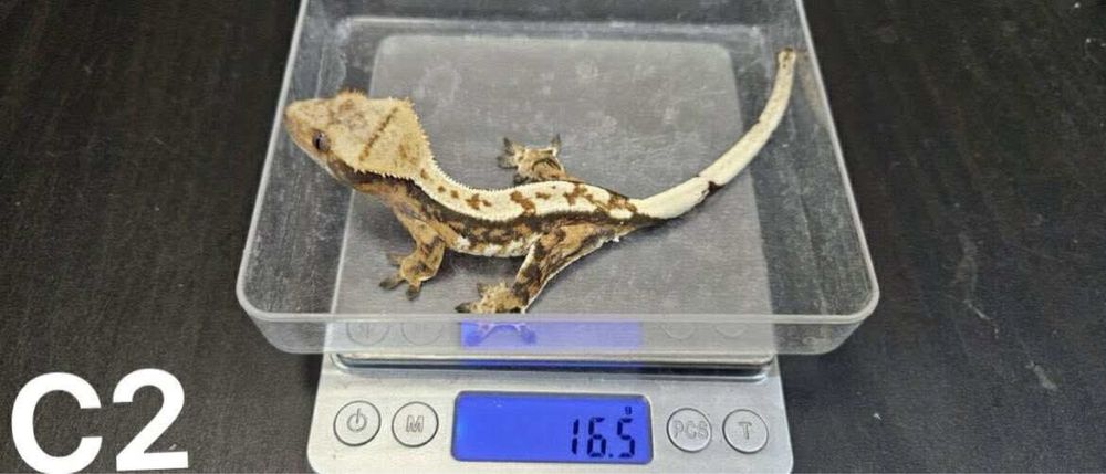 Samce Gekona orzesionego