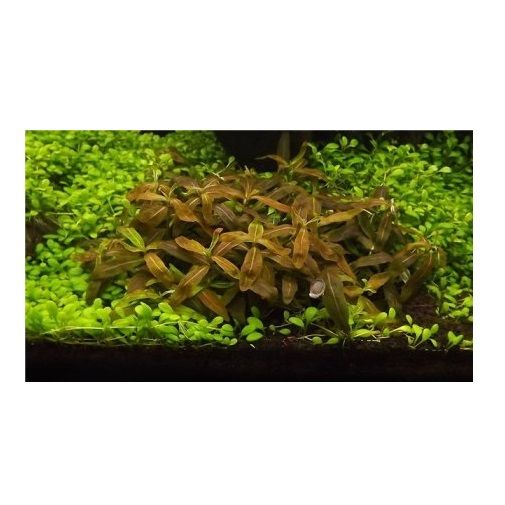 Roślina do akwarium Staurogyne Brown KOSZYK XXL