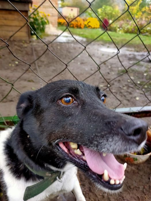 Собачка кличка Рада