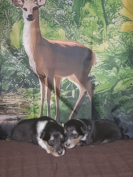 Колли с документами КСУ