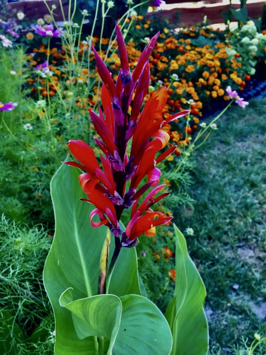 Canna bulwy 10 sztuk