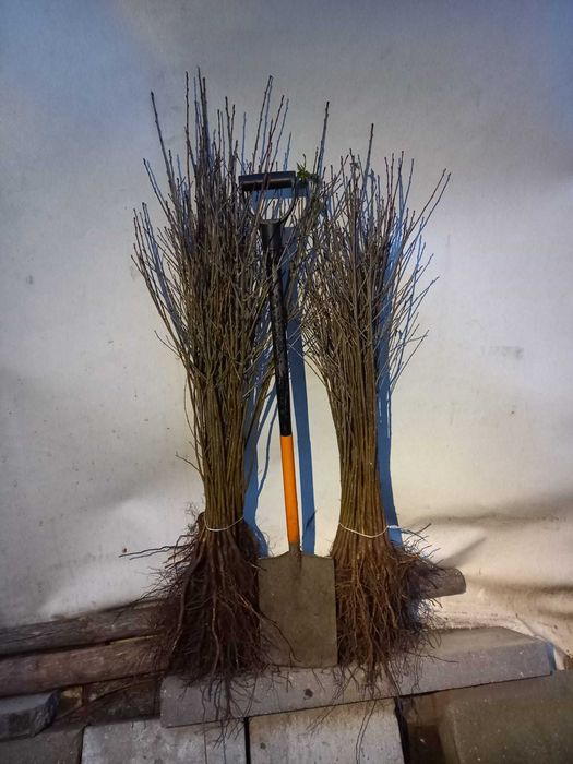 Antypka podkładka Wiśni gruba do szczepienia