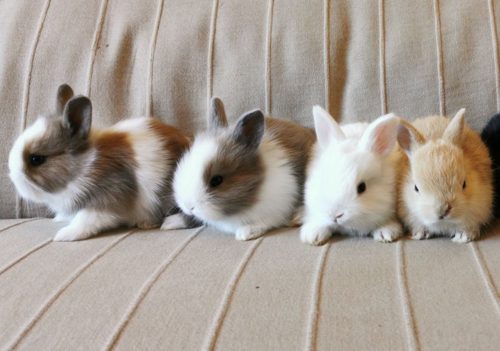 Mini Coelhos anões + gaiola nova + alimentação adequada