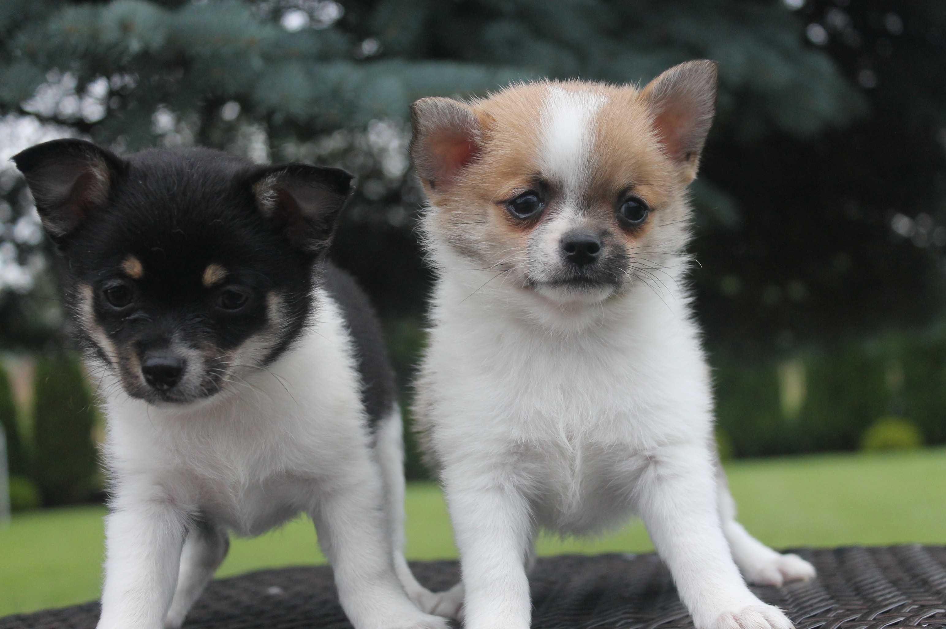Chihuahua śliczny piesek - już do odbioru