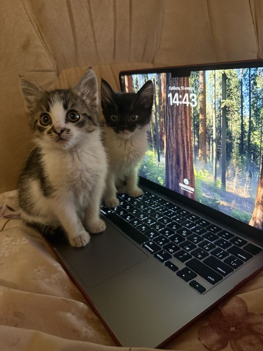 Віддам в добрі руки кошенят