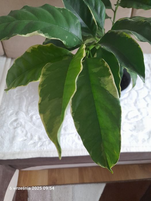 Hoja albomarginata kolekcjonerska