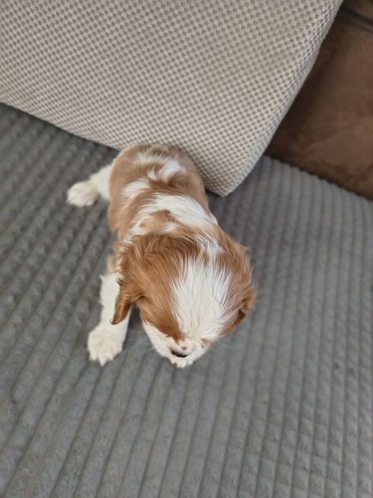 Cavalier King Charles spaniel uroczy chłopiec