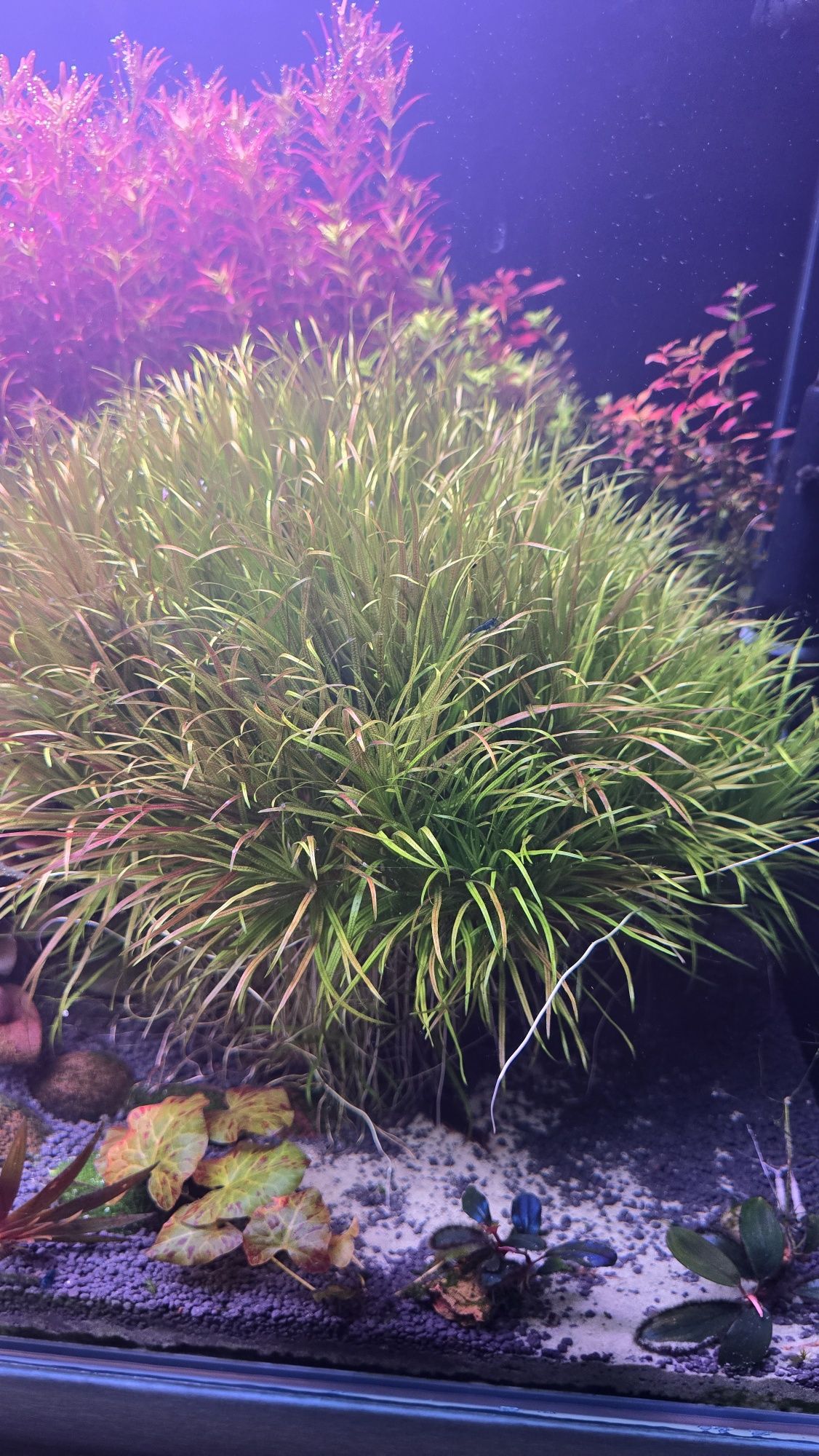 Blyxa sp .japonica