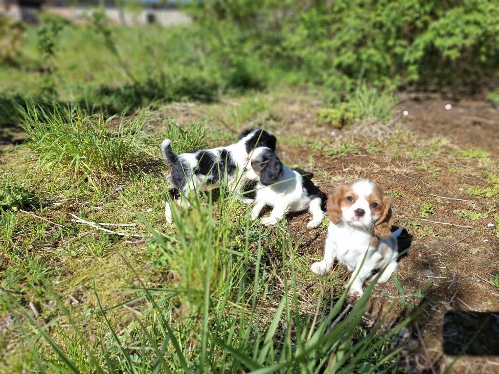 Cavalier king charles spaniel suczka