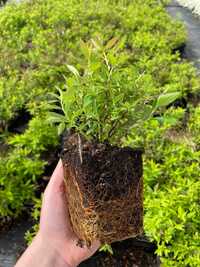 Spiraea japonica Shirobana Tawuła P9 Producent P9