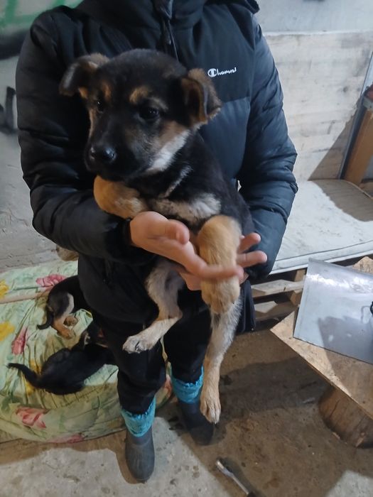 Відаю безплатно забагато