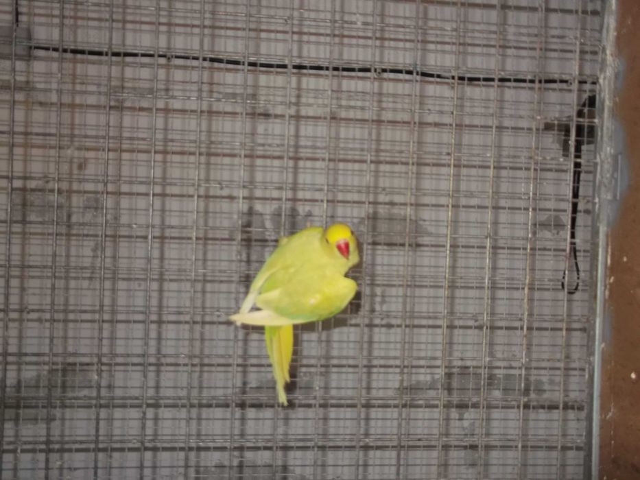 Vários Ring necks para cedencia