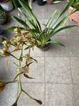 Vaso de orquidea