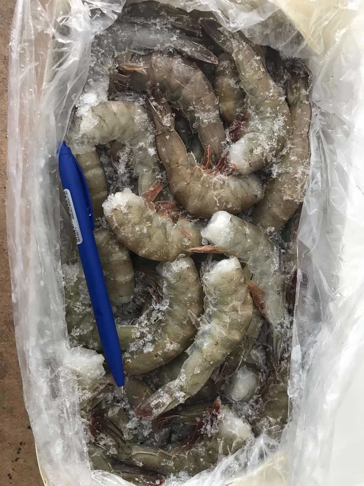 Тигрова Креветка морожена