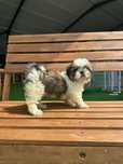 Shih-tzu Fêmea - Lex Pet Shop