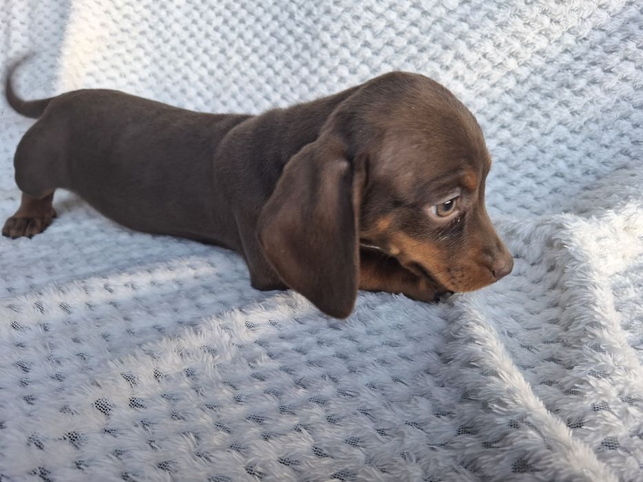 Piesek Jamnik Krótkowłosy czekoladowy