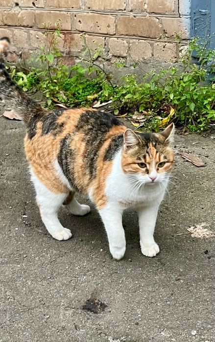 Пропала з придомової території кішечка