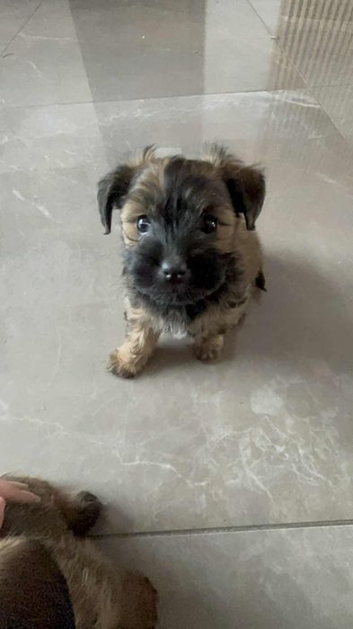 Szczeniaki 2 miesięczne