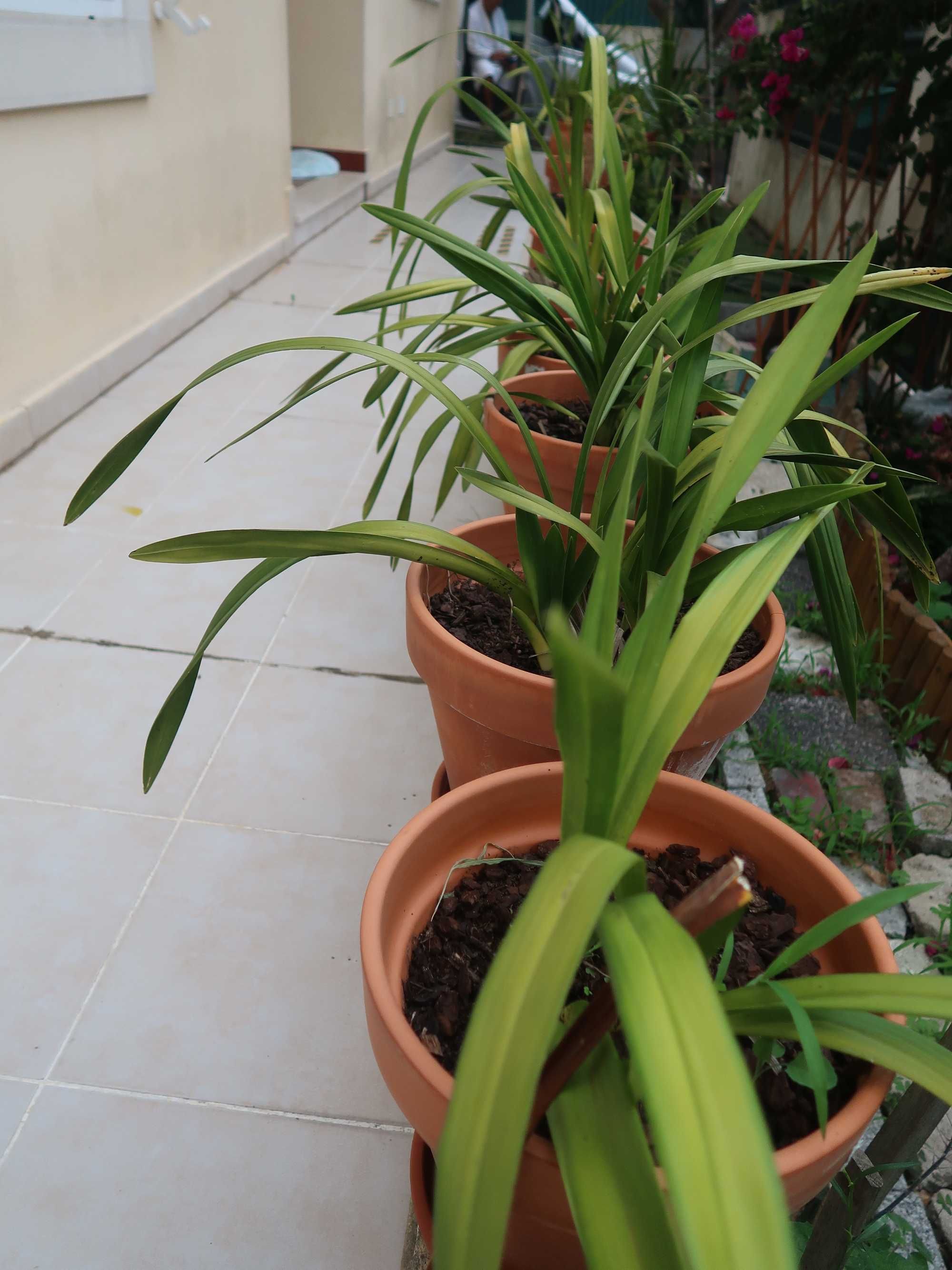 Orquídeas em vaso