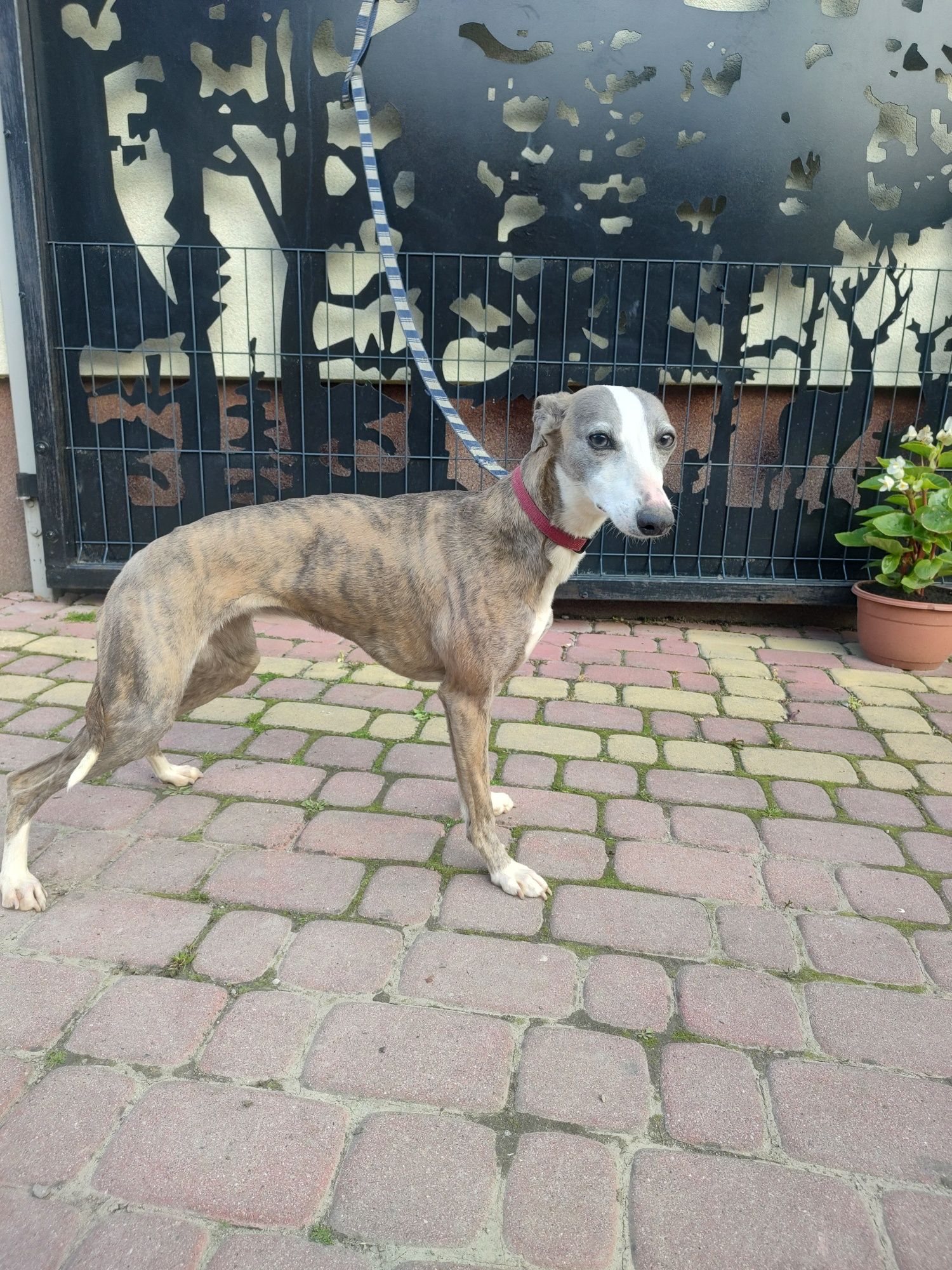 Chart Angielski Whippet