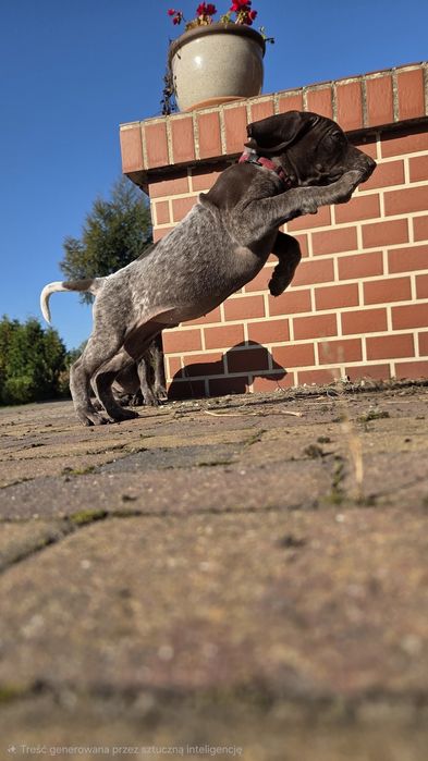 Wyżeł niemiecki krótkowłosy po polujacych rodzicach!