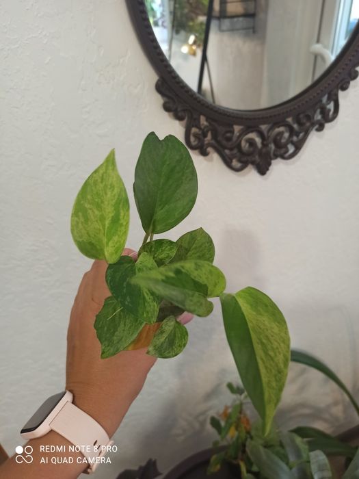 Эпипремнум Марбл Квин и Хеппи лиф