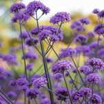 Werbena patagońska 'Violet Blue' 1L