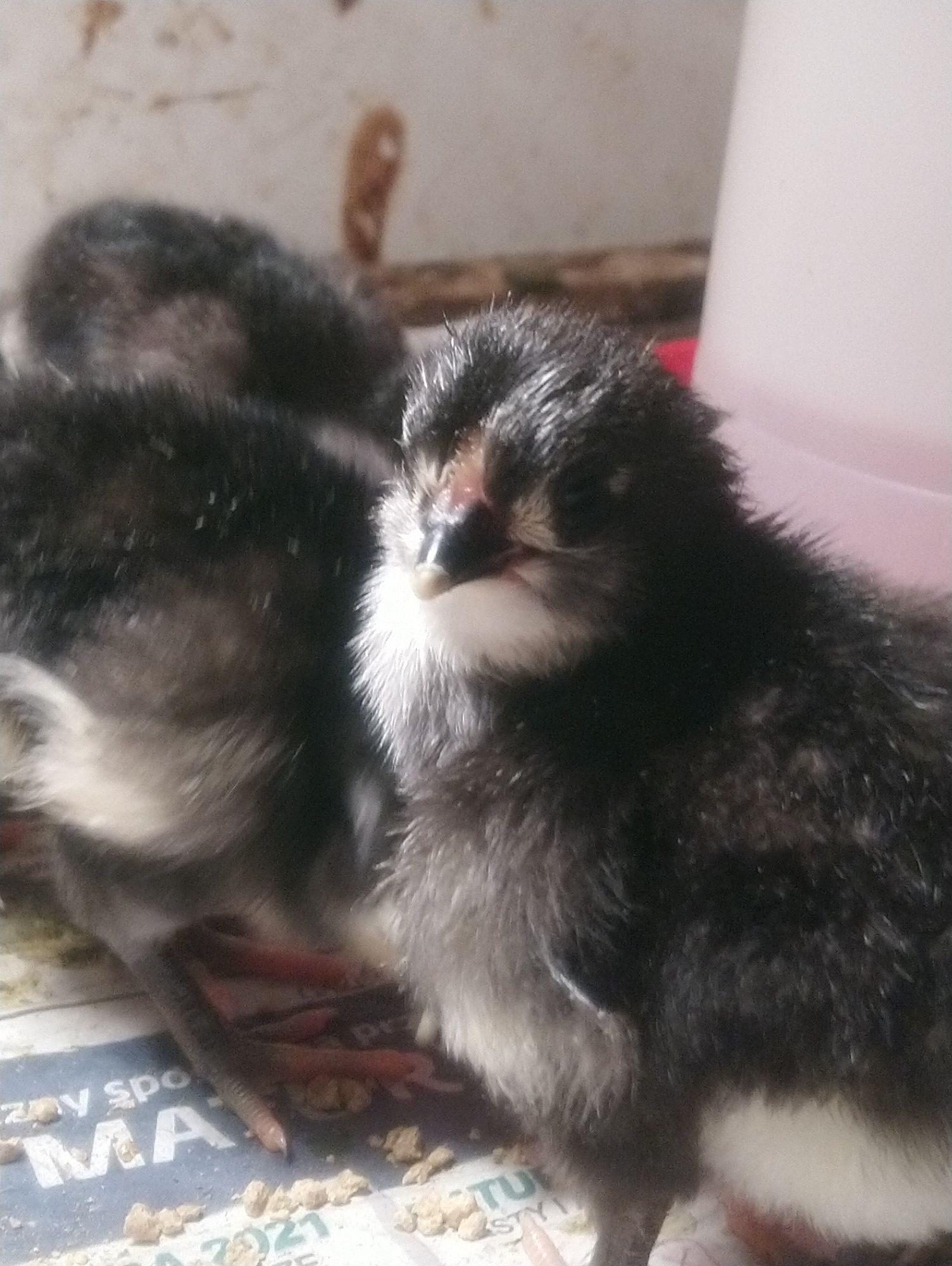 Australorp kurczęta kurczaki pisklęta