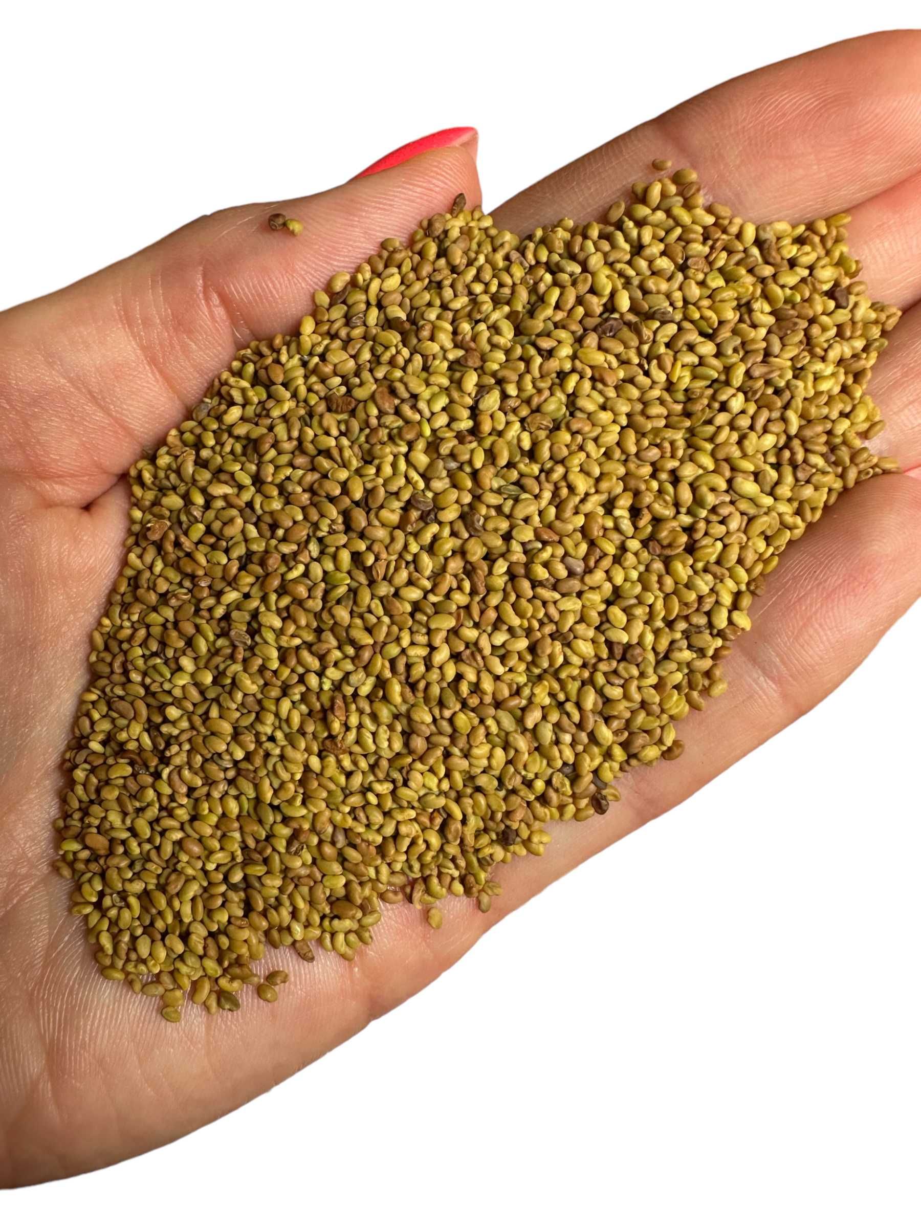 Lucerna paszowa nasiona ziarna ładna czysta 1kg