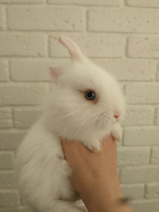 Білий кролик львіноголові декоративні кролі  карликові кроля в Харкові