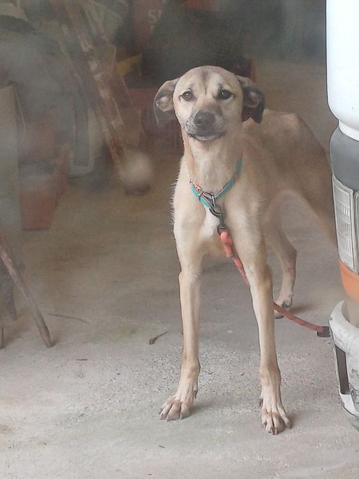 Cadela raça lavrador com pastor alemão