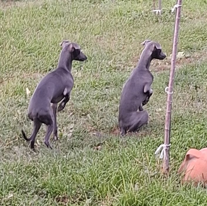 Левретка. Мала борза. Італійський хорт.