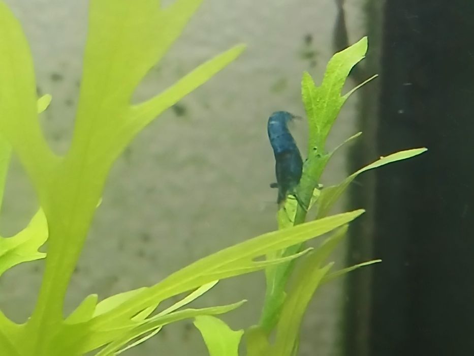 Pack de iniciante de aquarismo