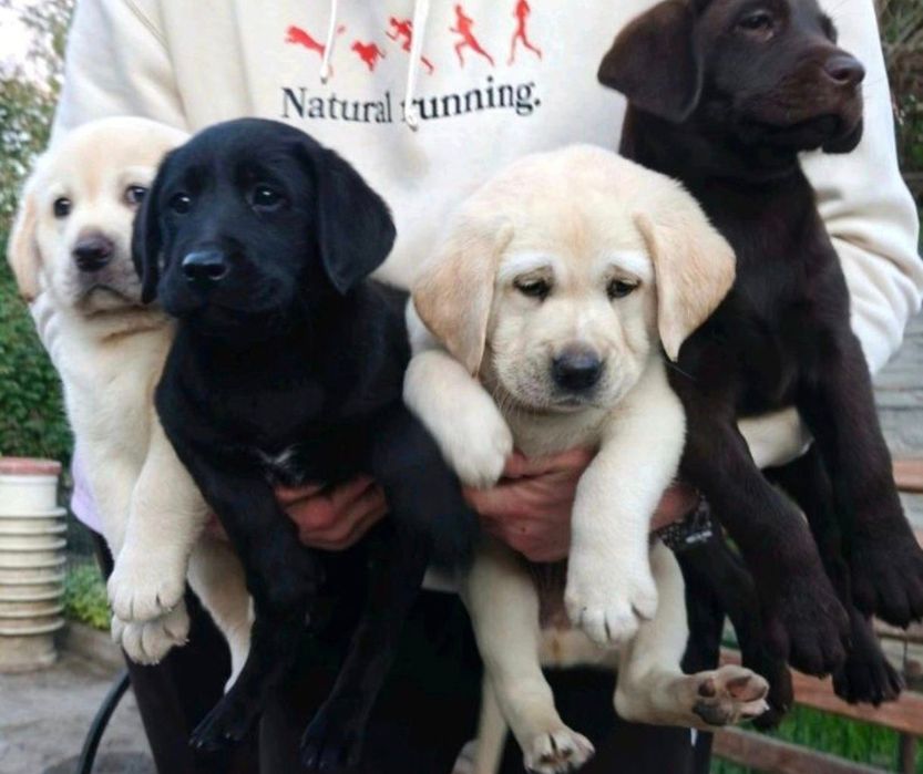 Элитные щенки Питомника Лабрадор Ретривер доставка по Украине