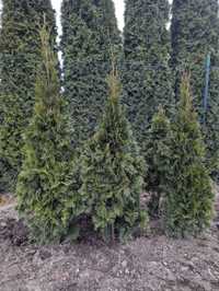 Thuja Smaragd Tuja szmaragd 100-130cm