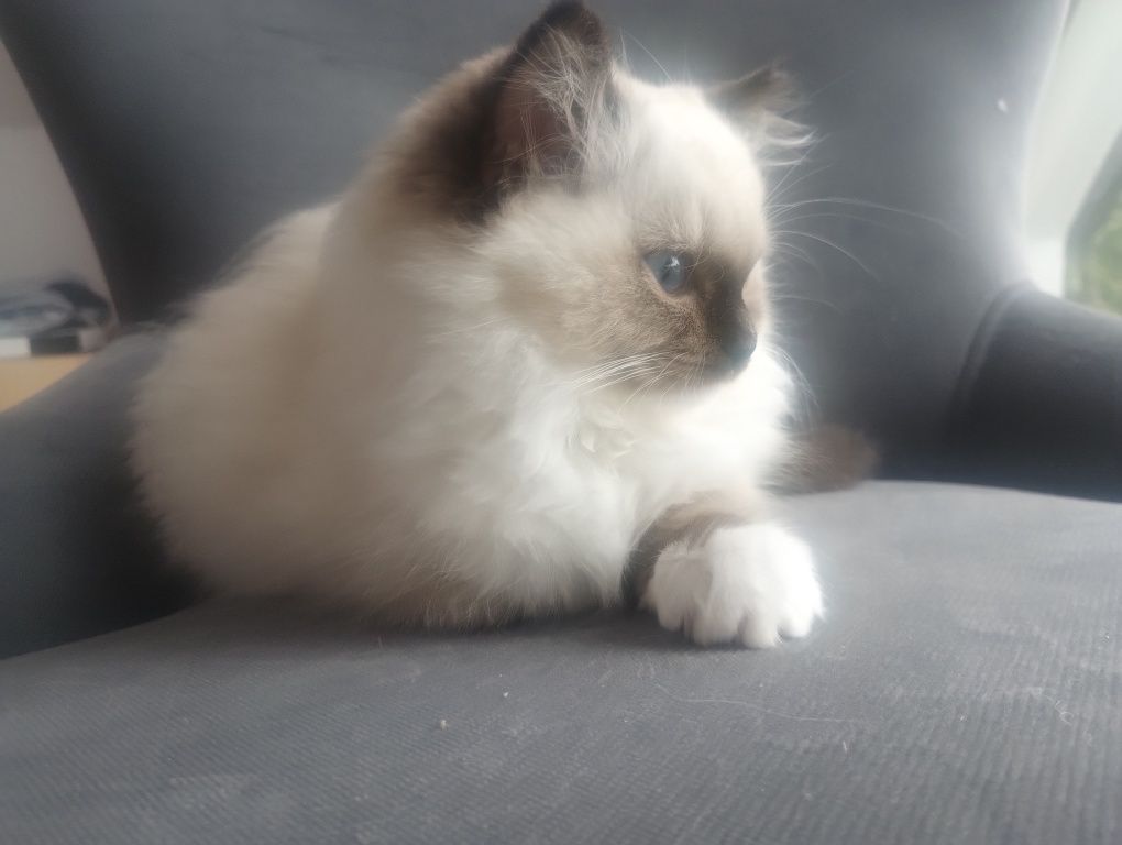 Kotka RAGDOLL z rodowodem FPL