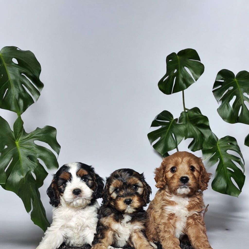 Cavapoo cavadoodle cavalier pudel