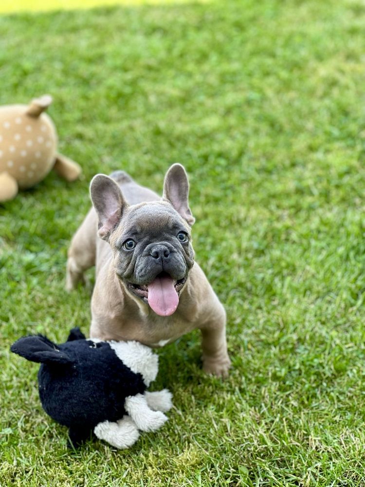 Śliczny buldog francuski