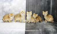 Британські плюшеві кошенята з щепленням та гарними манерами