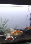 Movel de aquário com peixes lindíssimos