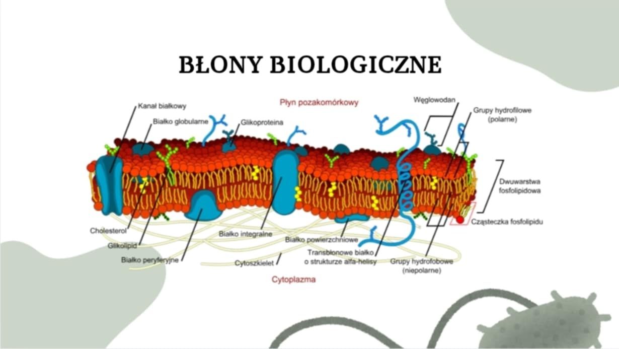 Korepetycje z biologii