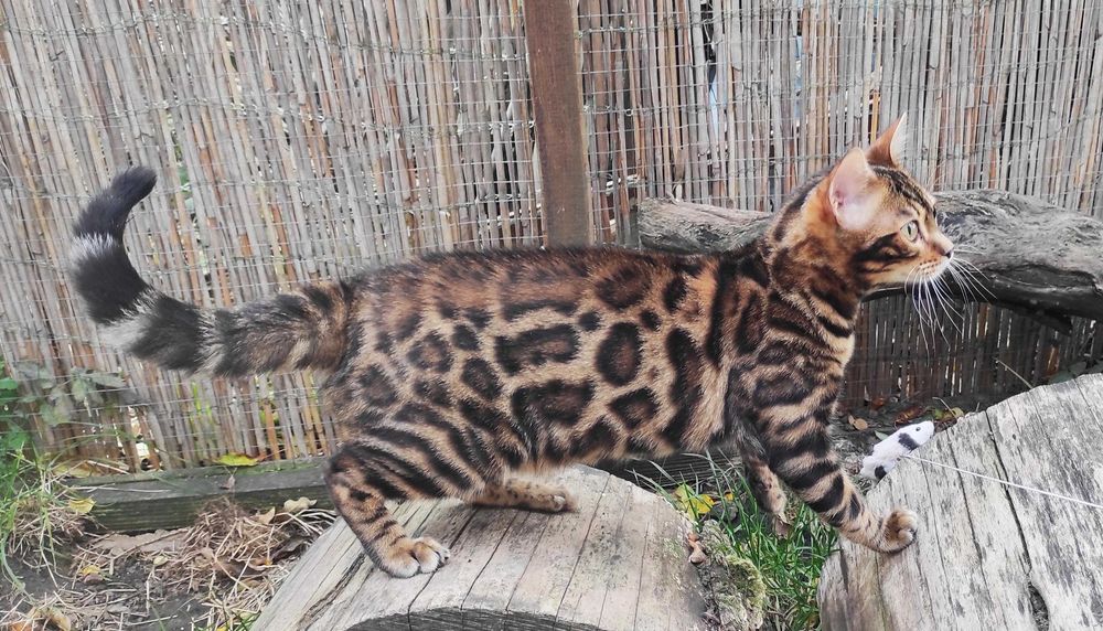 Чистокровний бенгальський хлопчик