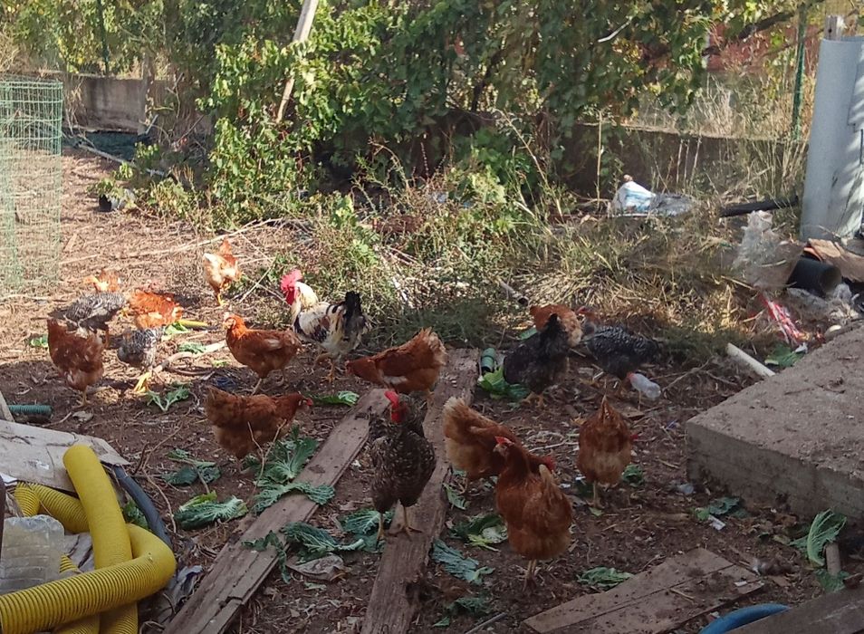 Galinhas/Frangos/frangas/pintos