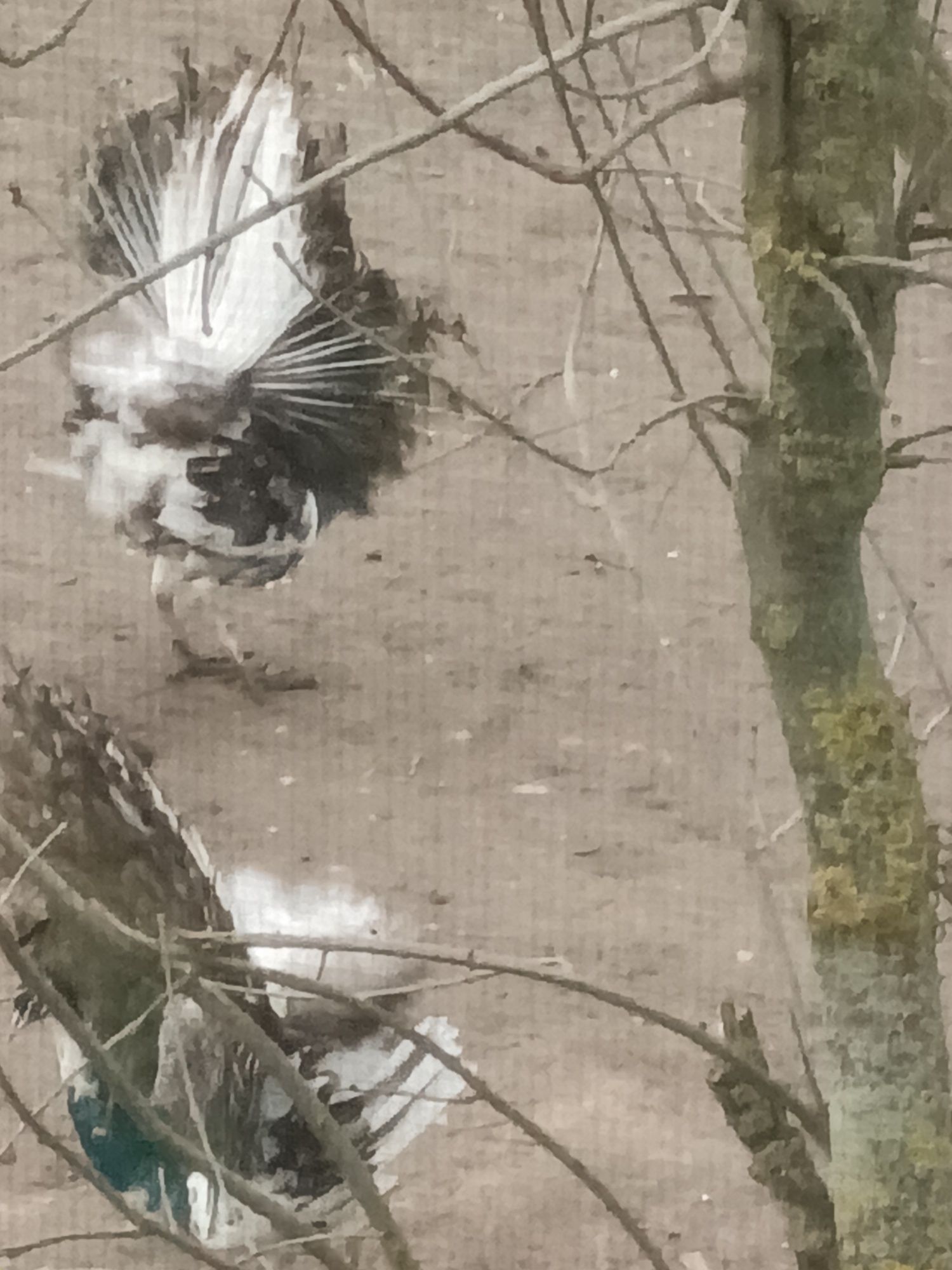 SPRZEDAM PAWIE młode i dorosłe