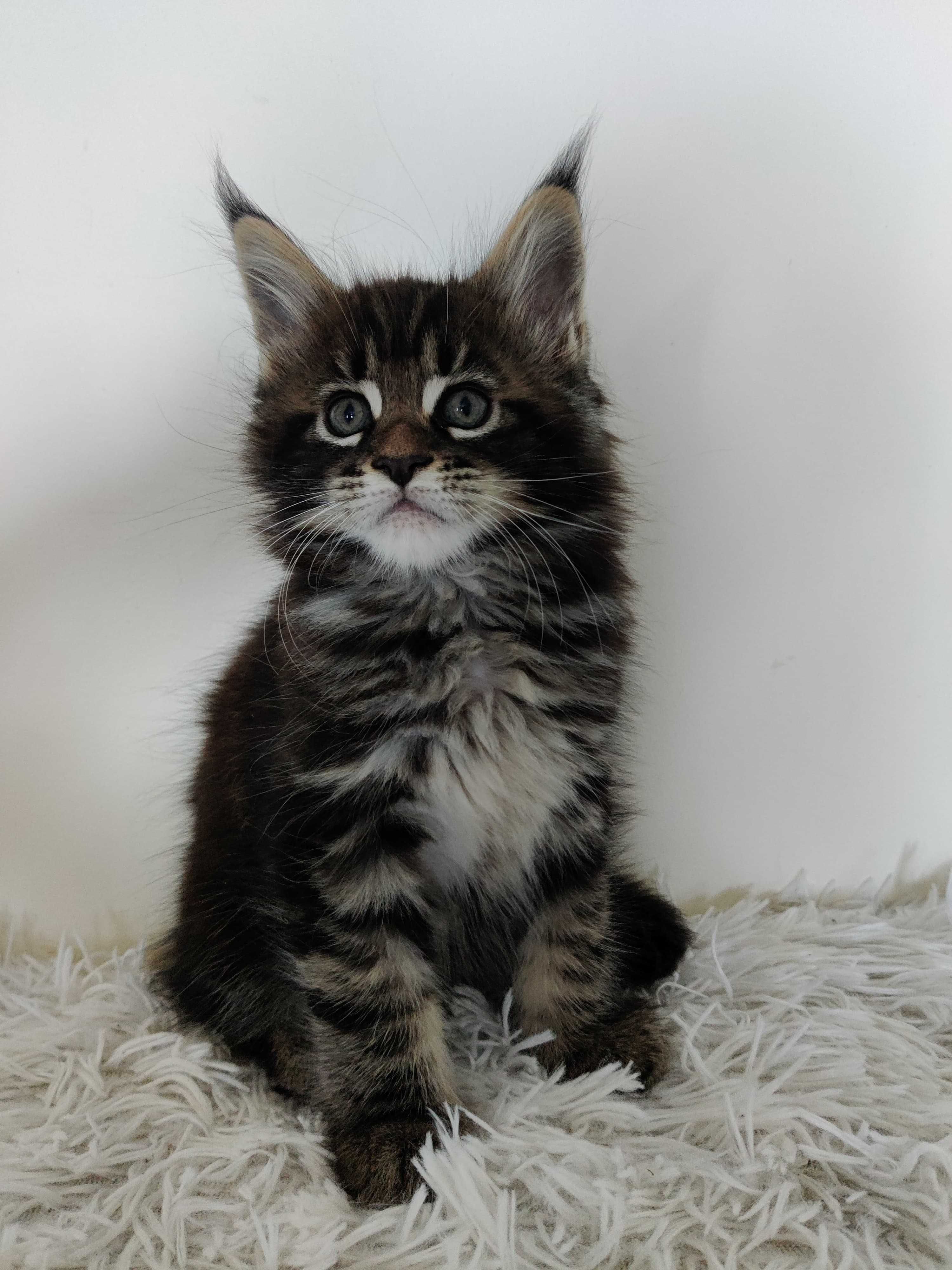 Maine Coon/ Rudy kocurek / FPL