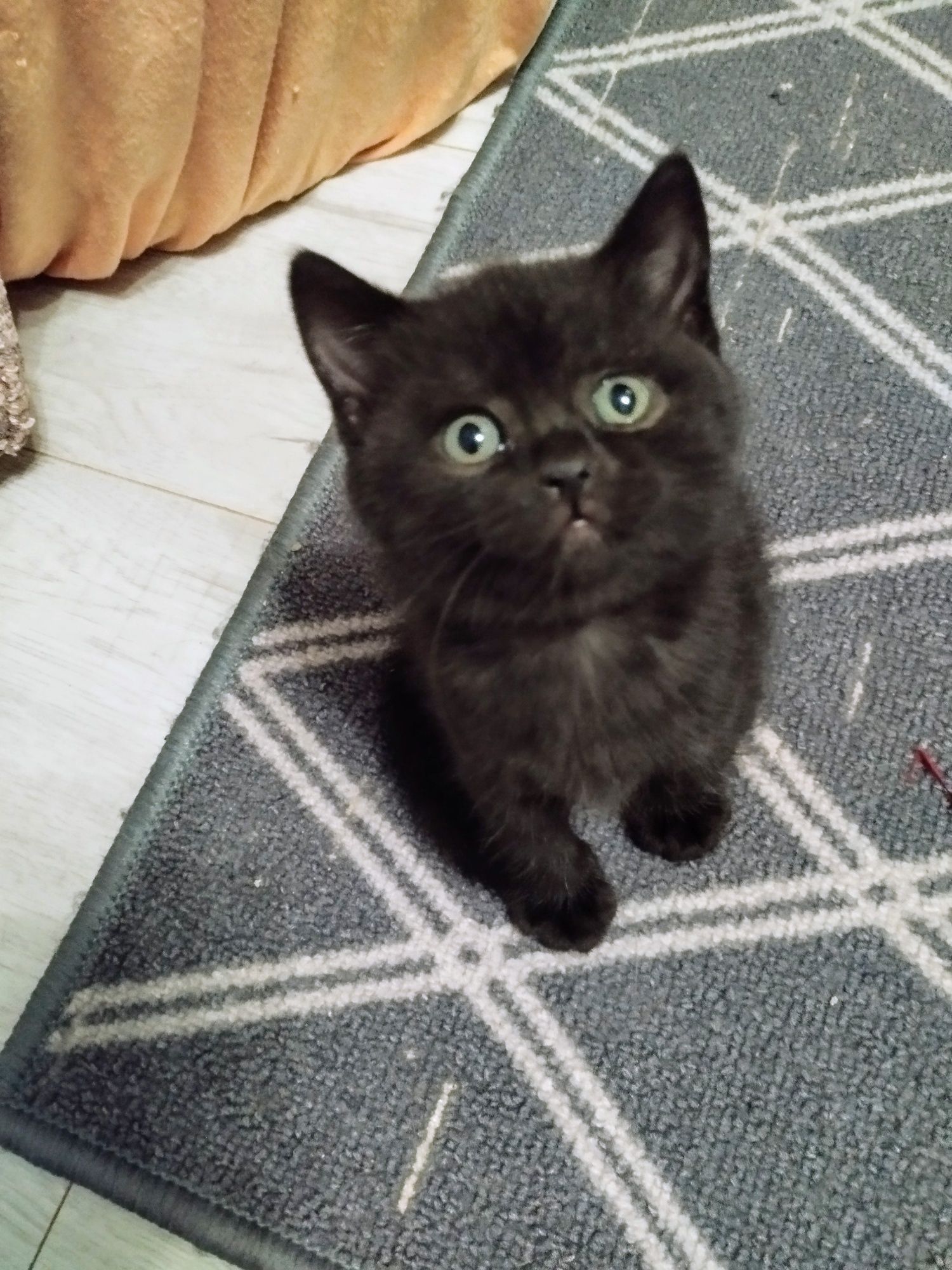 Piękna czarna kotka .Ostatnia kotka gotowa do odbioru.