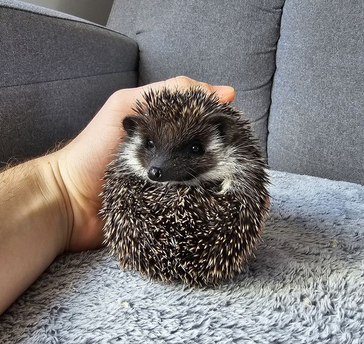 Jeż pigmejski , jeże pigmejskie , młode